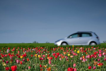 Car driving past flowery field on a spring day | Parkville Auto Body